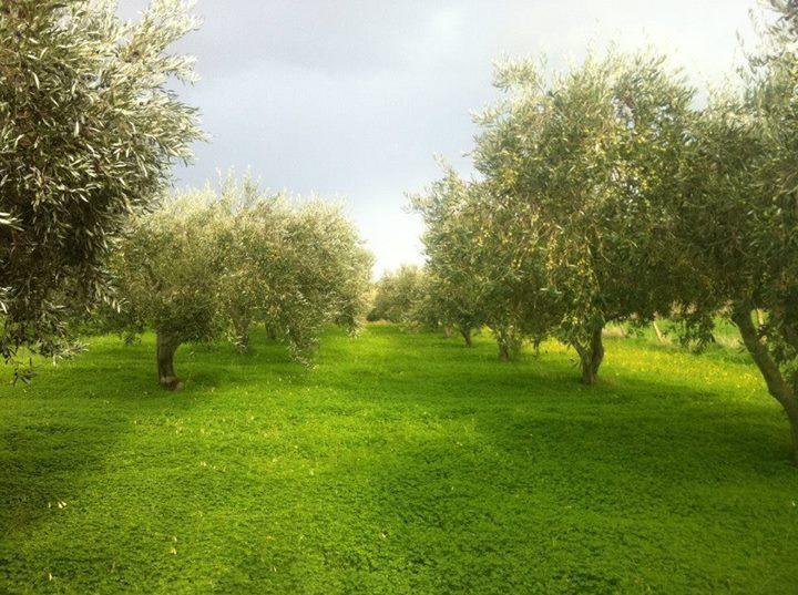 Agriturismo Ridocco Corleone Bagian luar foto