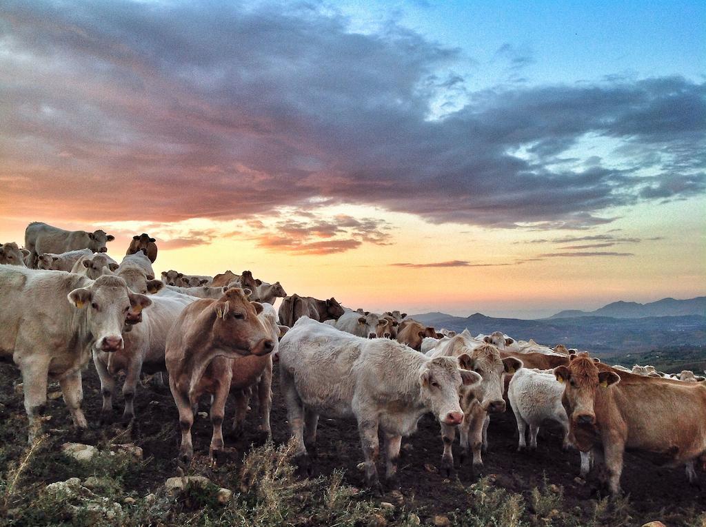 Agriturismo Ridocco Corleone Bagian luar foto